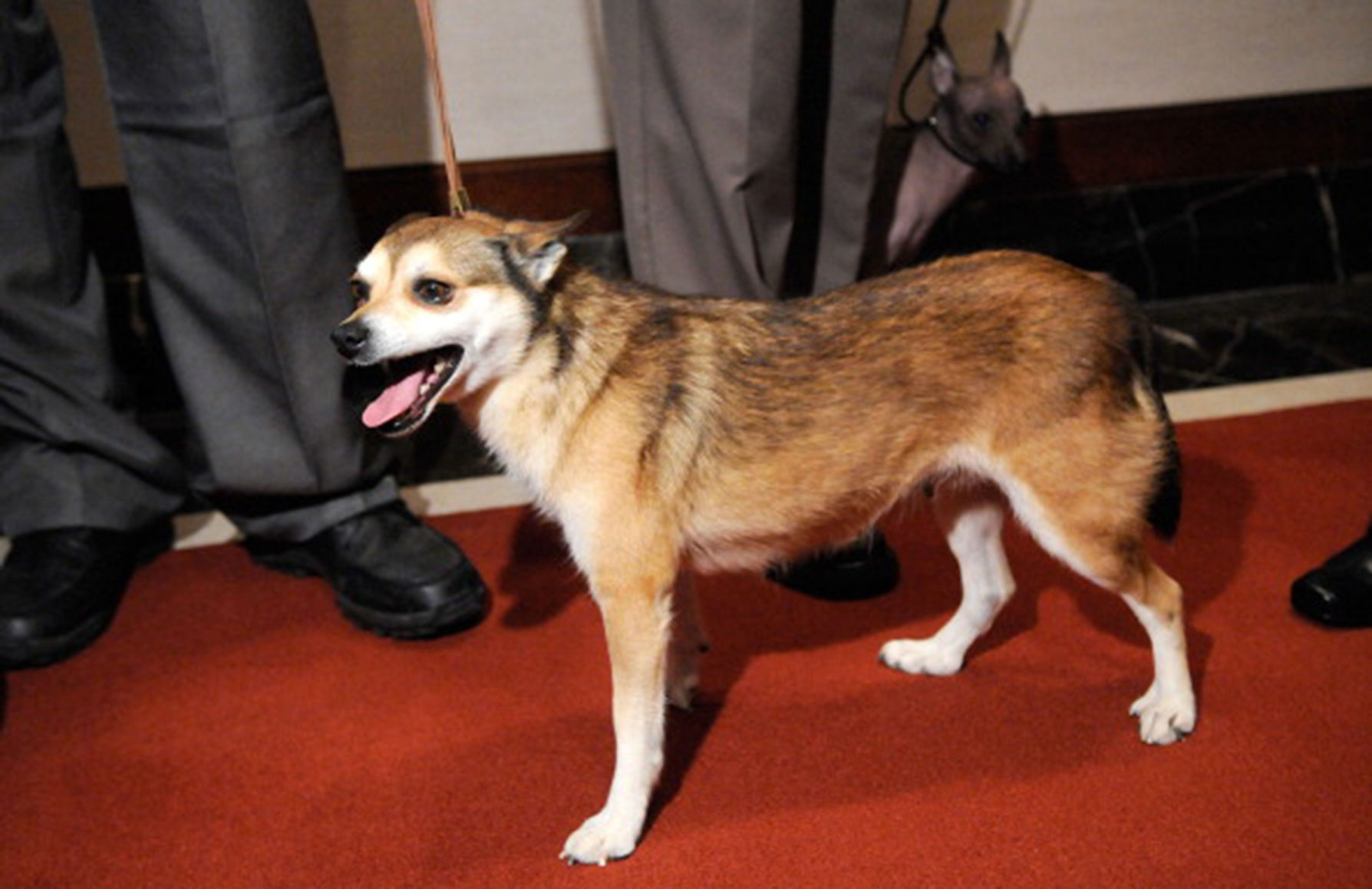 Norwegian Lundehund